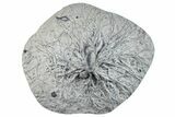 Wide Crinoid (Eucalyptocrinus) Holdfast - Indiana #281504-1